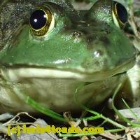 /home//u458753944/public_html/sourcegallery//////////////////////Frogs/More bullfrogs/P7010205.JPG